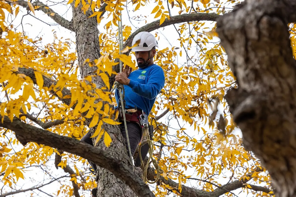 Skilled Storm Damage Cleanup crew working in Dickerson